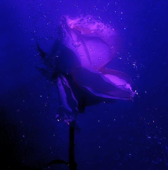 Ad:  Moonlit_Rain.jpg
Gsterim: 271
Boyut:  22.7 KB