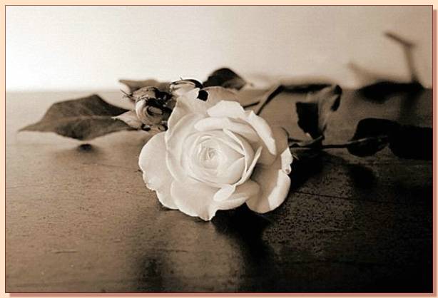 Ad:  gul_254.jpg
Gsterim: 247
Boyut:  29.8 KB