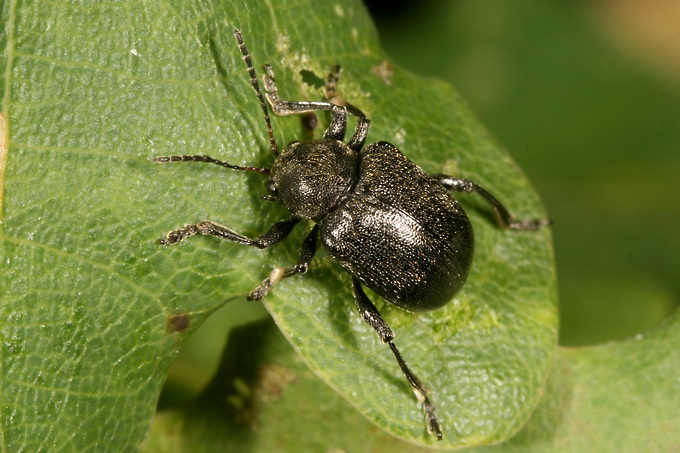 Ad:  69314.jpg
Gsterim: 258
Boyut:  132.0 KB