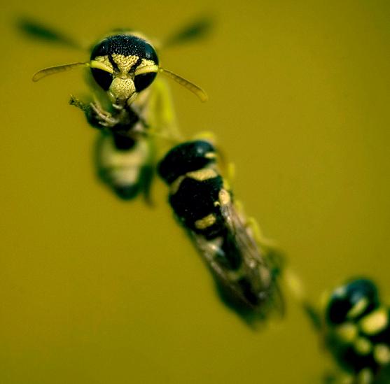 Ad:  Warriors_by_gilad.jpg
Gsterim: 926
Boyut:  20.8 KB