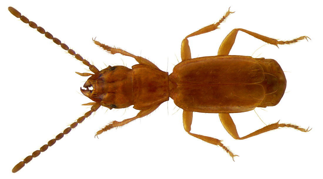 Ad:  aepus_marinus_1.jpg
Gsterim: 285
Boyut:  76.9 KB