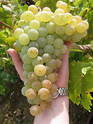 Ad:  Grappe_de_mauzac_blanc_02.jpg
Gsterim: 272
Boyut:  14.5 KB
