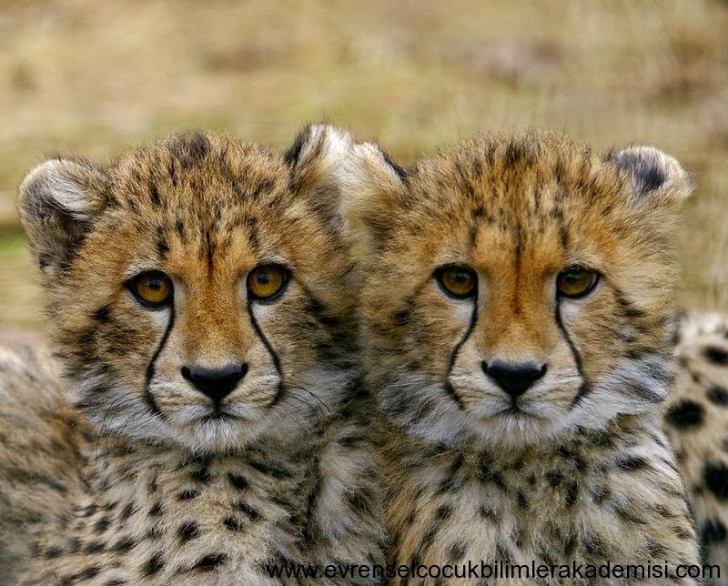 Ad:  cita2.jpg
Gsterim: 1716
Boyut:  155.2 KB