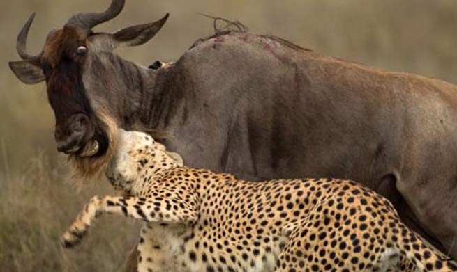 Ad:  ita10.jpg
Gsterim: 1401
Boyut:  58.3 KB