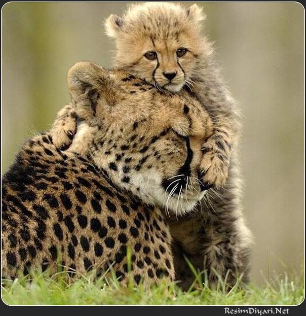 Ad:  ita13.jpg
Gsterim: 912
Boyut:  142.9 KB