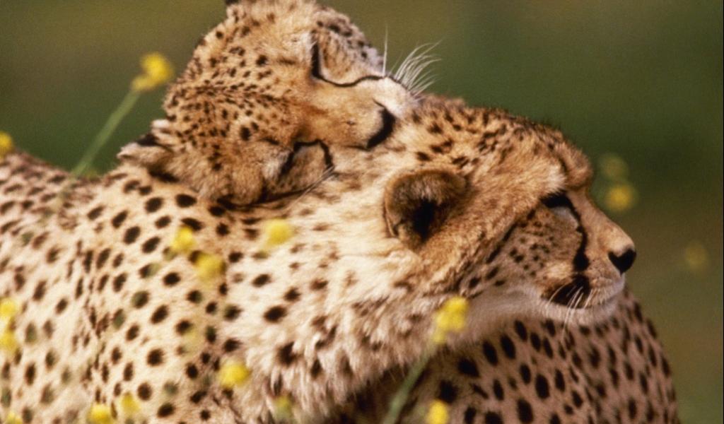 Ad:  ita23.jpg
Gsterim: 572
Boyut:  81.2 KB