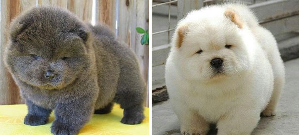 Ad:  13095810-R3L8T8D-605-chubby-puppies-bear-cub-look-alikes-4__605.jpg
Gsterim: 127
Boyut:  62.0 KB