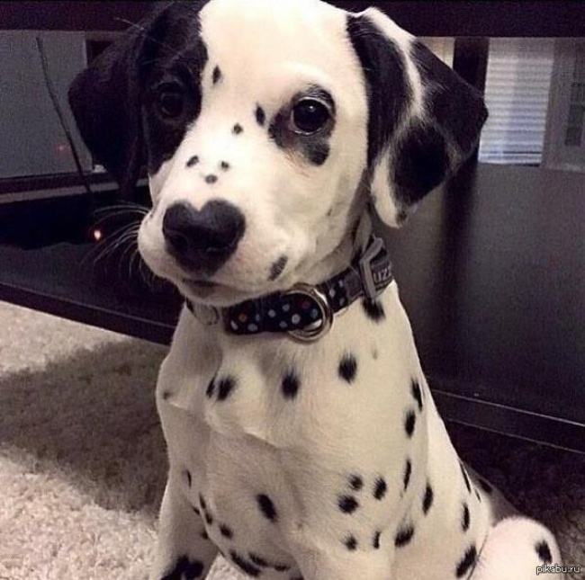 Ad:  k40.jpg
Gsterim: 227
Boyut:  127.1 KB