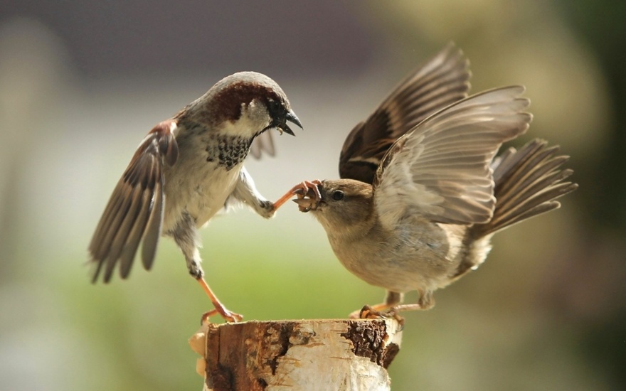 Ad:  3953510-880-1447415853sparrow-couple-fighting-bird-3840x2400.jpg
Gsterim: 192
Boyut:  112.4 KB