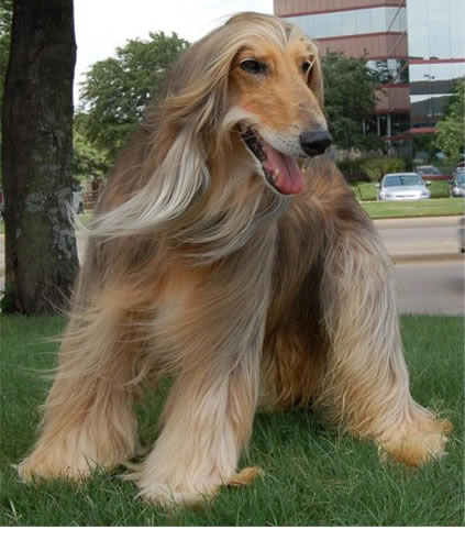 Ad:  Afgan-Tazisi.jpeg
Gsterim: 321
Boyut:  48.1 KB