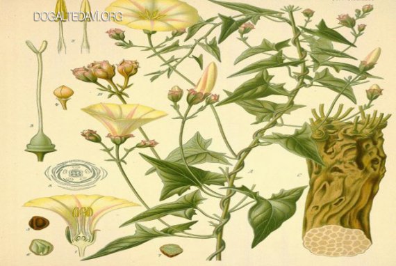 Ad: Mahmude (Convolvulus scammonia)1.jpg
Gösterim: 101
Boyut: 52.4 KB