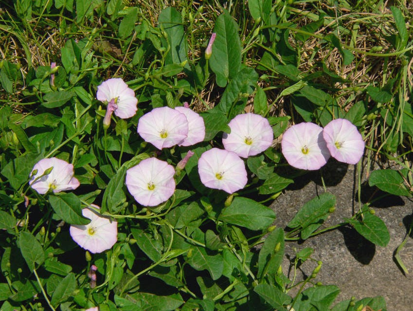 Ad: Mahmude (Convolvulus scammonia)5.jpg
Gösterim: 71
Boyut: 145.5 KB