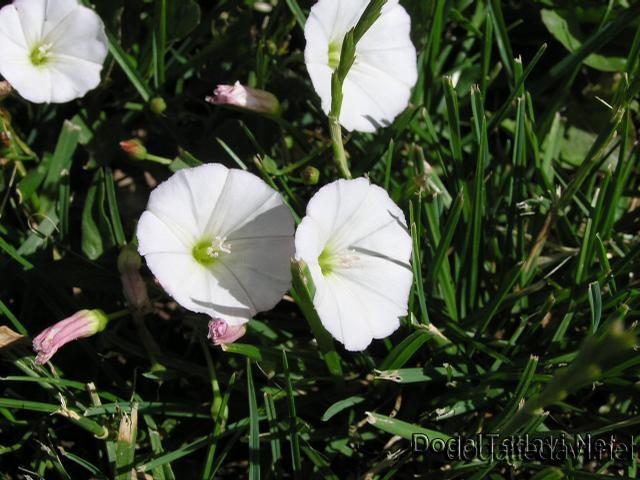 Ad: Mahmude (Convolvulus scammonia)3.jpg
Gösterim: 69
Boyut: 78.4 KB