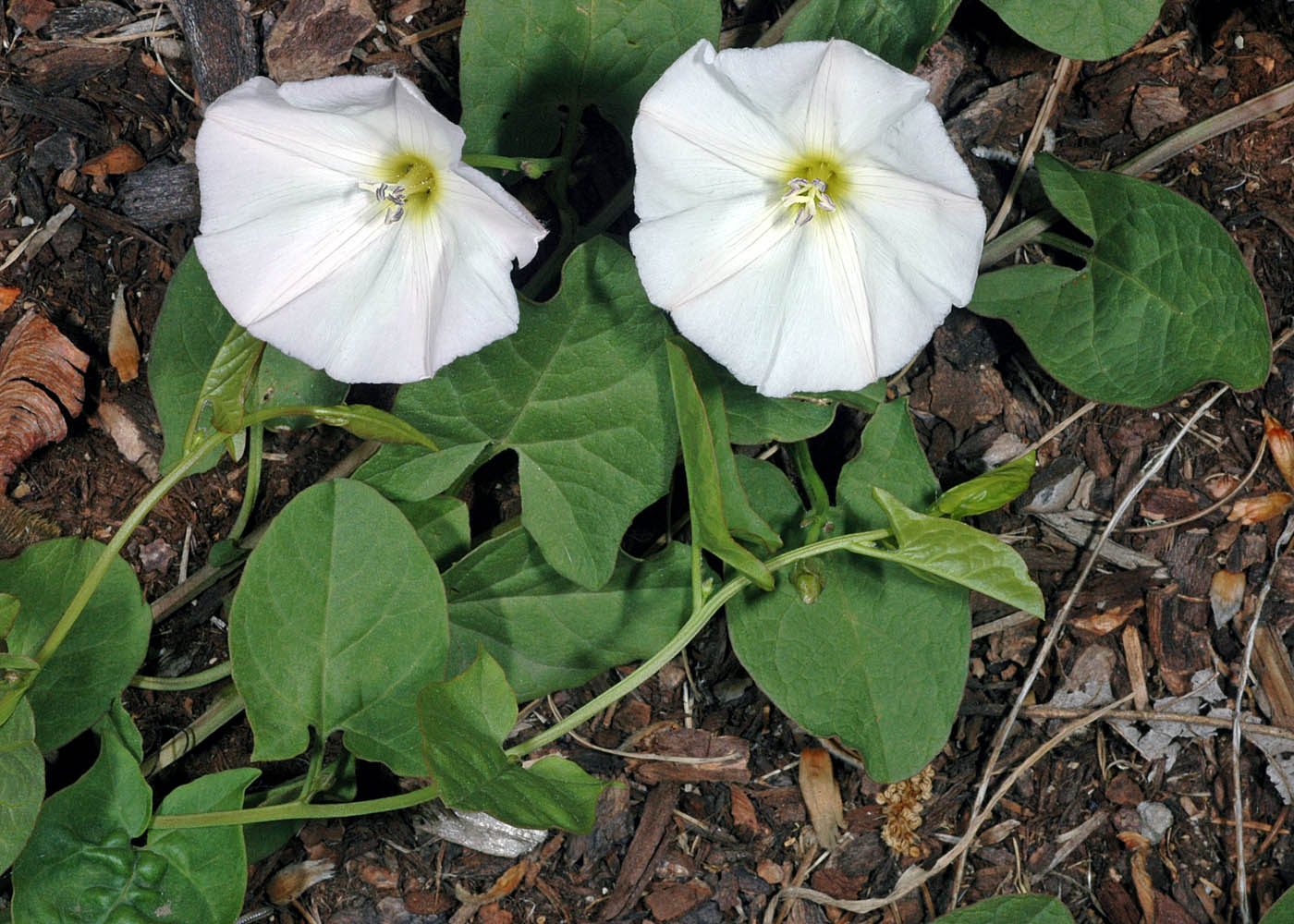 Ad: Mahmude (Convolvulus scammonia)4.jpg
Gösterim: 57
Boyut: 249.0 KB