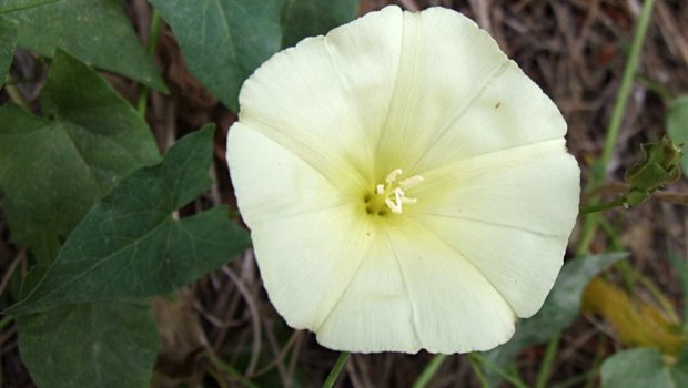 Ad: Mahmude (Convolvulus scammonia)2.jpg
Gösterim: 72
Boyut: 33.1 KB