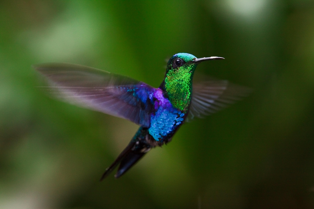 Ad:  kolibri.jpg
Gsterim: 12456
Boyut:  358.0 KB