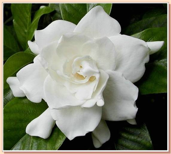 Ad: gul_280.jpg
Gösterim: 735
Boyut: 35.3 KB