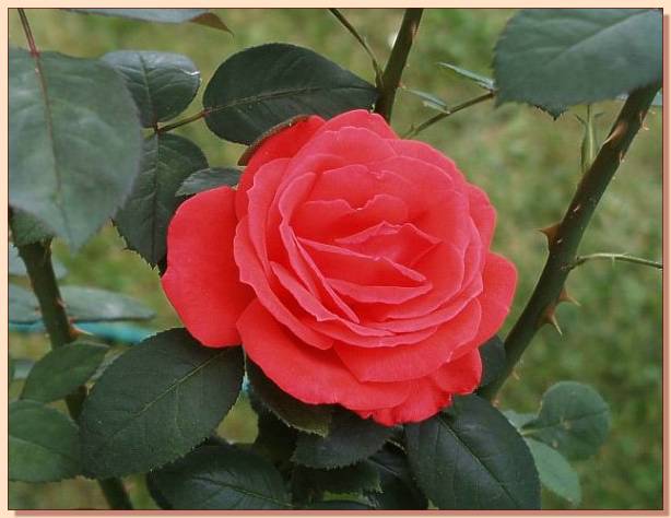 Ad: gul_283.jpg
Gösterim: 652
Boyut: 36.5 KB