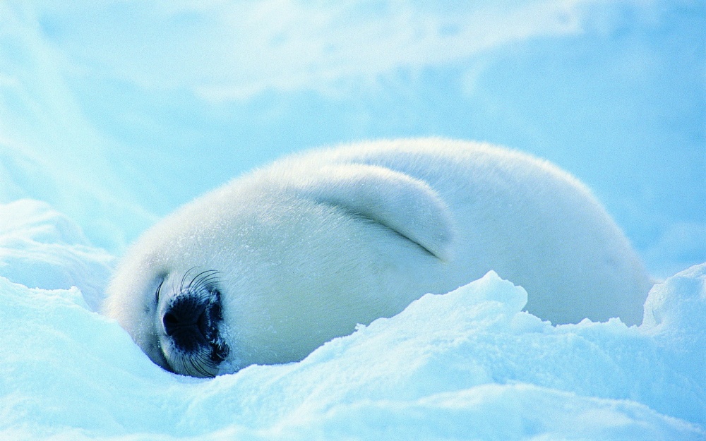 Ad:  96.jpg
Gsterim: 164
Boyut:  224.0 KB