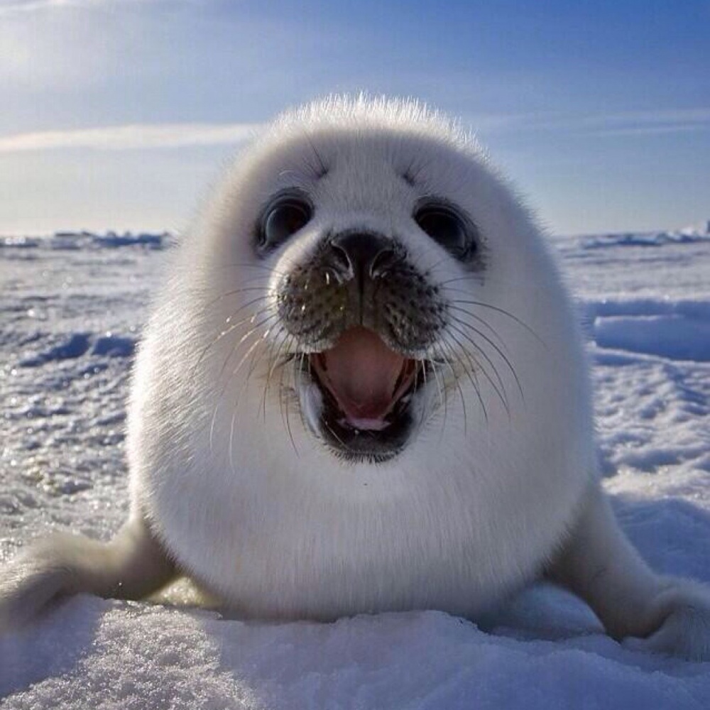 Ad:  100.jpeg
Gsterim: 302
Boyut:  219.7 KB