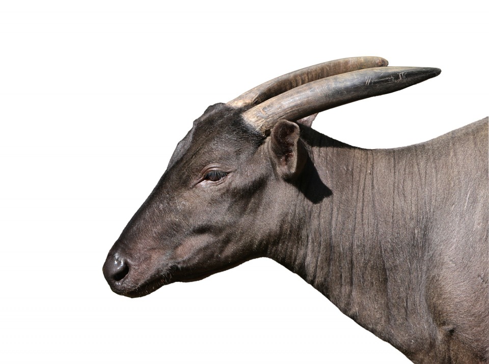 Ad: lowland-anoa-220435_960_720.jpg
Gösterim: 162
Boyut: 136.7 KB