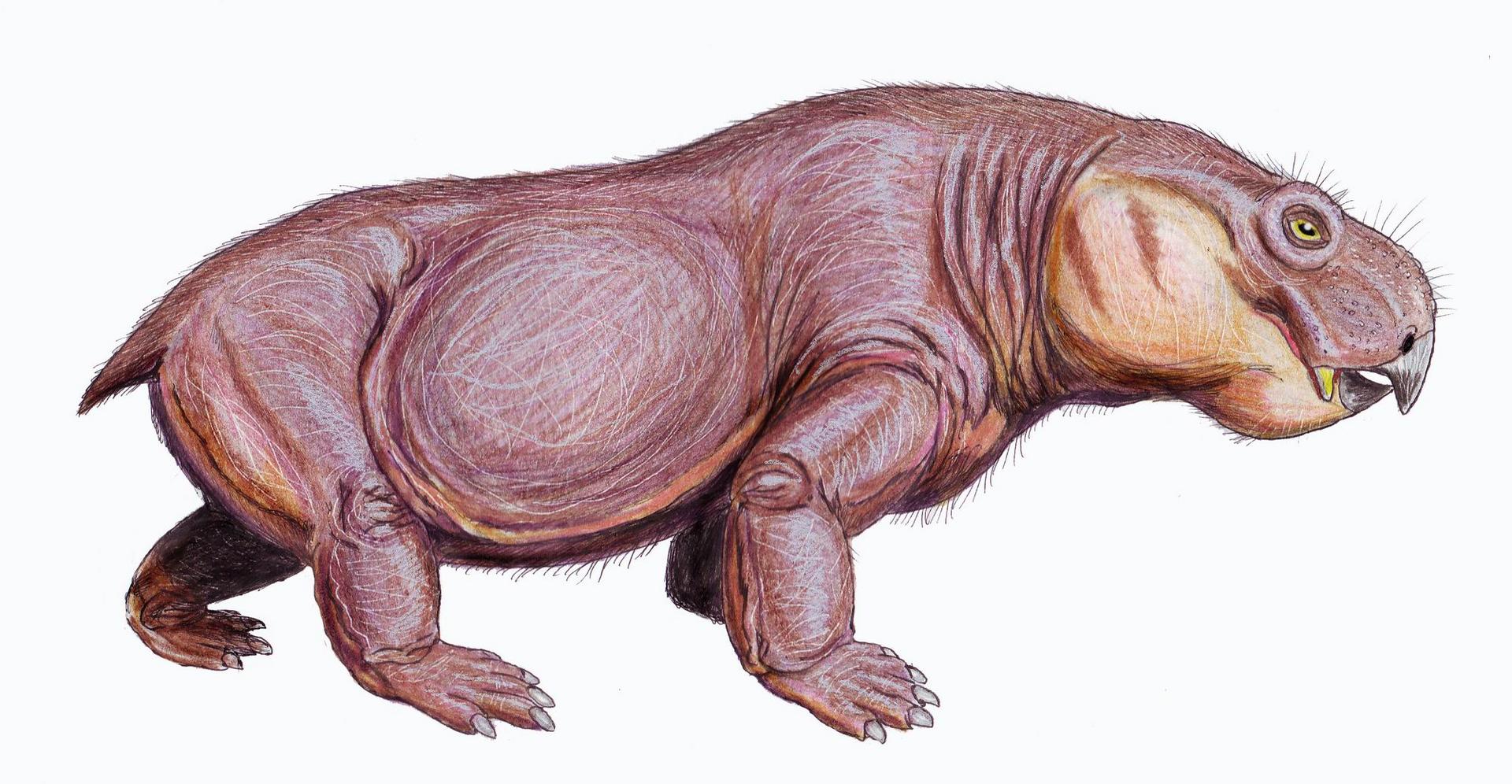 Anomodont (Anomodontia)