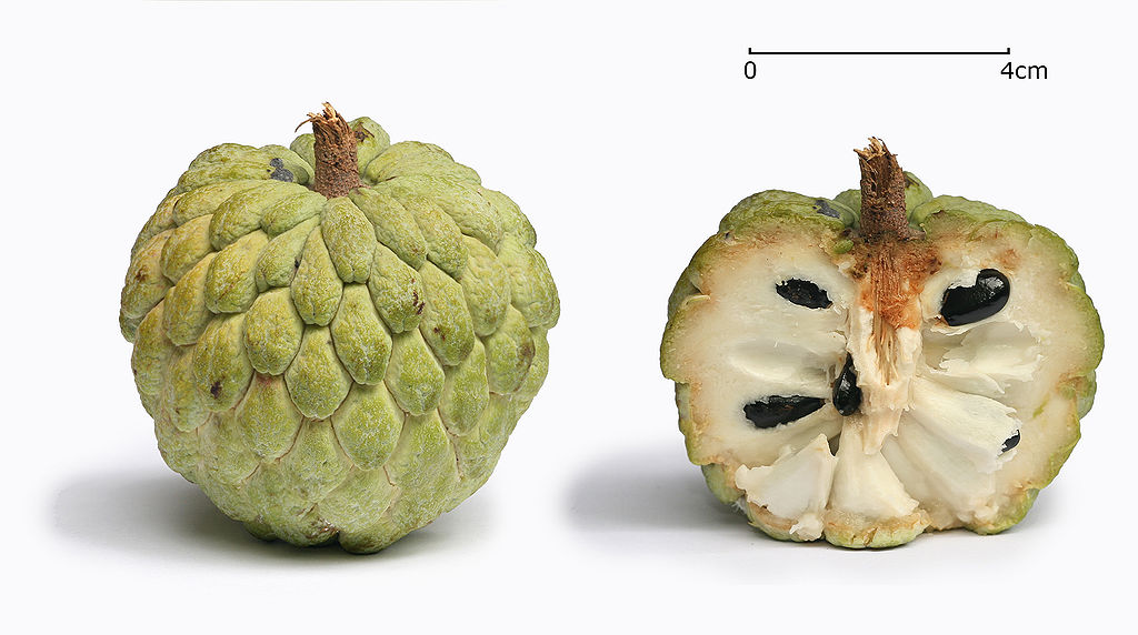 Ad:  1024px-Sugar_apple_with_cross_section.jpg
Gsterim: 282
Boyut:  98.5 KB