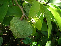 Ad:  260px-Starr_071024-8775_Annona_squamosa.jpg
Gsterim: 157
Boyut:  16.2 KB