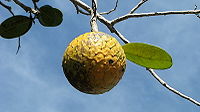 Ad:  200px-Annona_salzmannii27.JPG
Gsterim: 178
Boyut:  6.7 KB