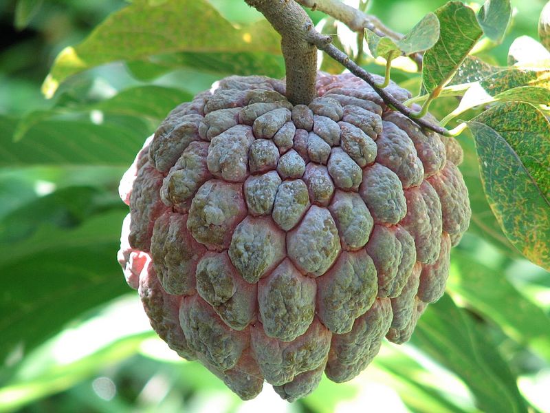 Ad: SugarappleFL.jpg
Gösterim: 465
Boyut: 96.6 KB Ad: SugarappleFL.jpg
Gösterim: 465
Boyut: 96.6 KB