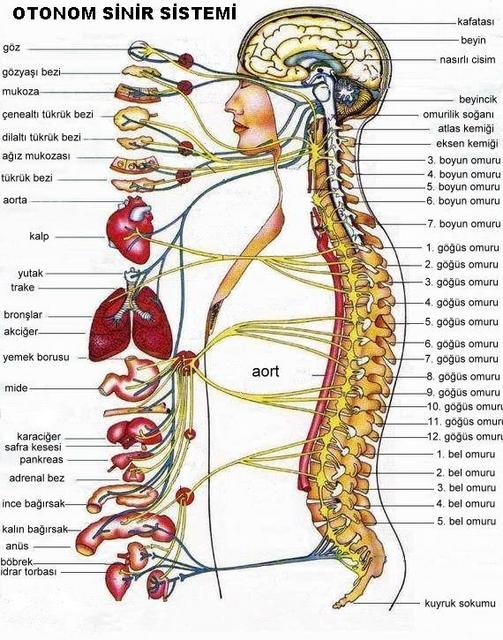 Ad: sinirsistem.jpg
Gösterim: 13404
Boyut: 86.8 KB Ad: sinirsistem.jpg
Gösterim: 13404
Boyut: 86.8 KB