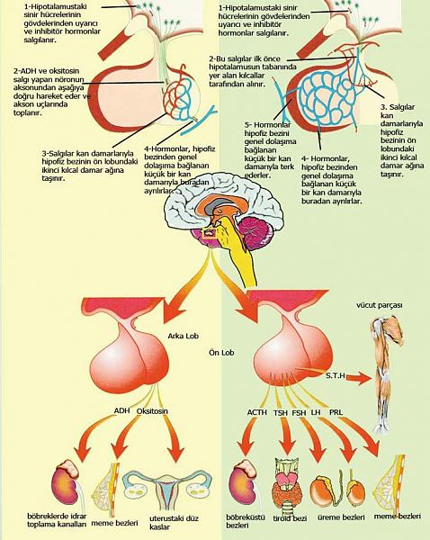 Ad: Hormonal sistem.jpg
Gösterim: 4318
Boyut: 59.3 KB