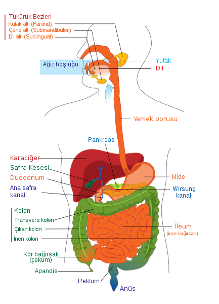 Ad:  sindirim.png
Gsterim: 1905
Boyut:  88.7 KB