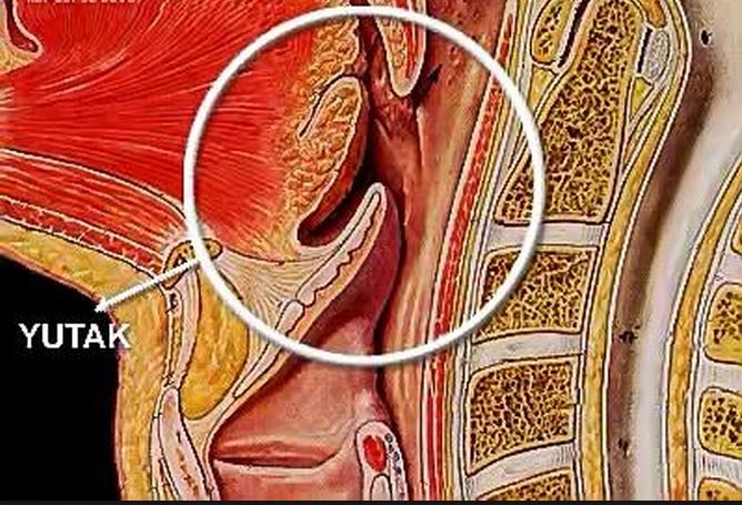 Ad:  yutak.JPG
Gsterim: 1956
Boyut:  92.3 KB