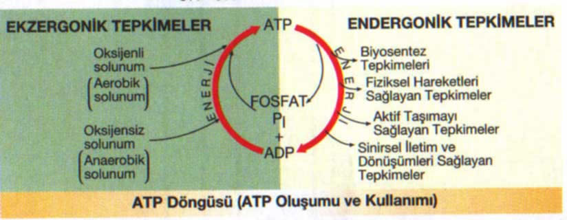 Alntdaki Ek 44826