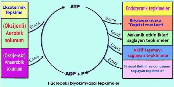 Alntdaki Ek 44827