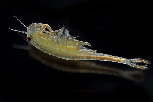 Ad: 2-anostraca.jpg
Gösterim: 135
Boyut: 60.8 KB