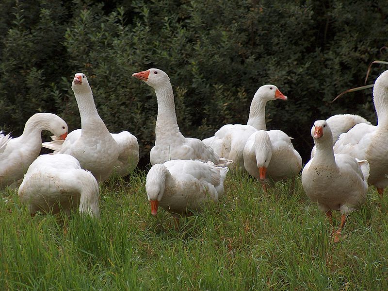 Ad: 800px-Gaense.jpg
Gösterim: 273
Boyut: 122.8 KB