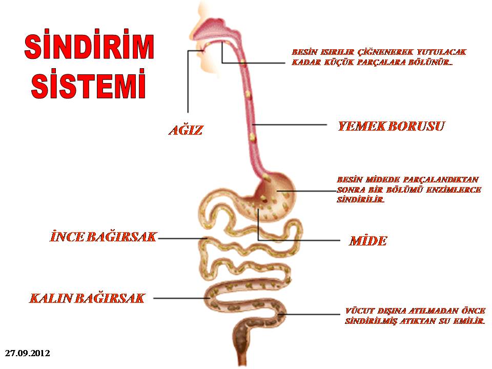Ad: sindirimsist3.jpg
Gösterim: 10391
Boyut: 65.5 KB
