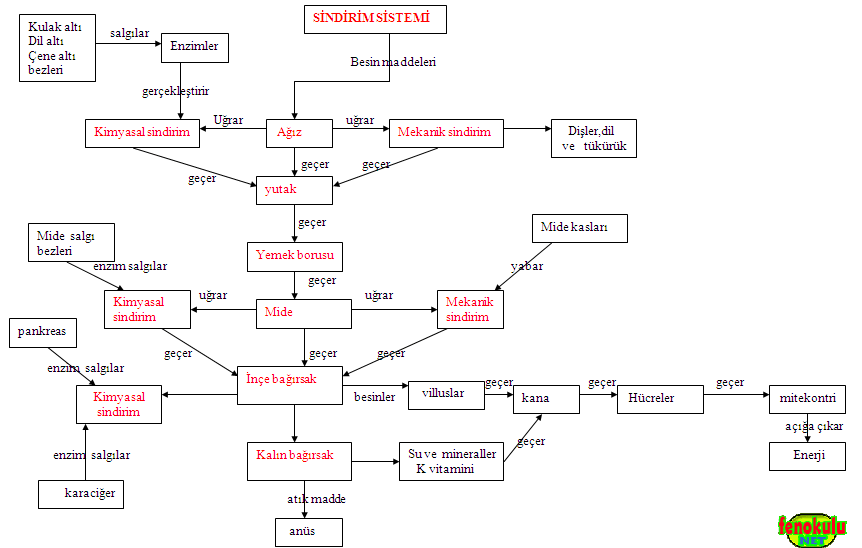 Ad: sindirimsist.2jpg.gif
Gösterim: 4291
Boyut: 19.5 KB