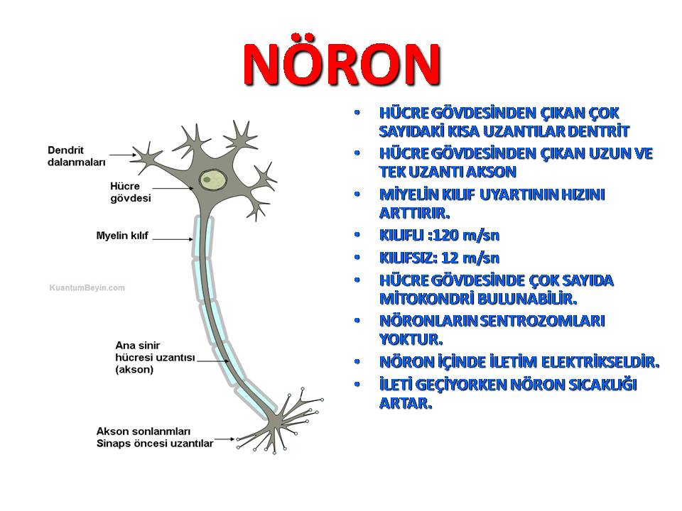 45317d1457488756 denetleyici ve duzenleyici sistemler sinir hucresi2 - 45317d1457488756 denetleyici ve duzenleyici sistemler sinir hucresi2