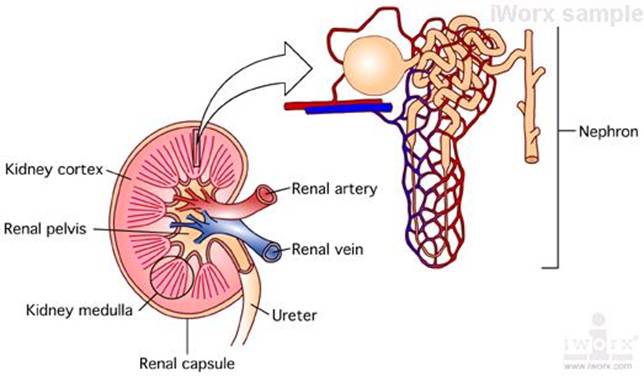 Ad:  nefron3.JPG
Gsterim: 3269
Boyut:  30.3 KB