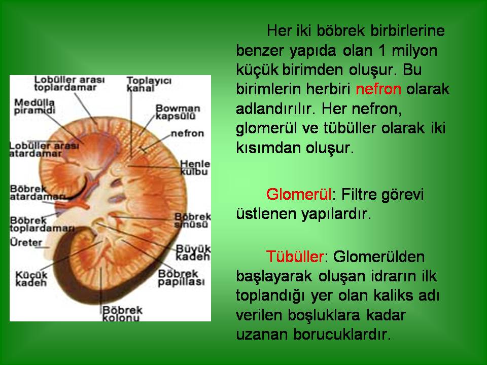 Ad:  nefron1.JPG
Gsterim: 1962
Boyut:  92.8 KB