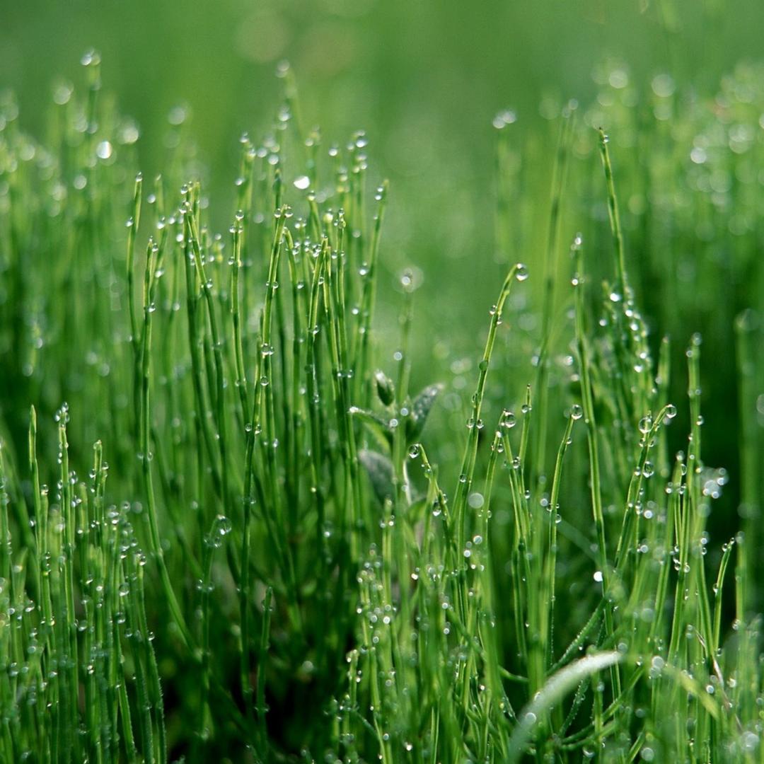 Ad: çiğ2.jpg
Gösterim: 4204
Boyut: 137.1 KB