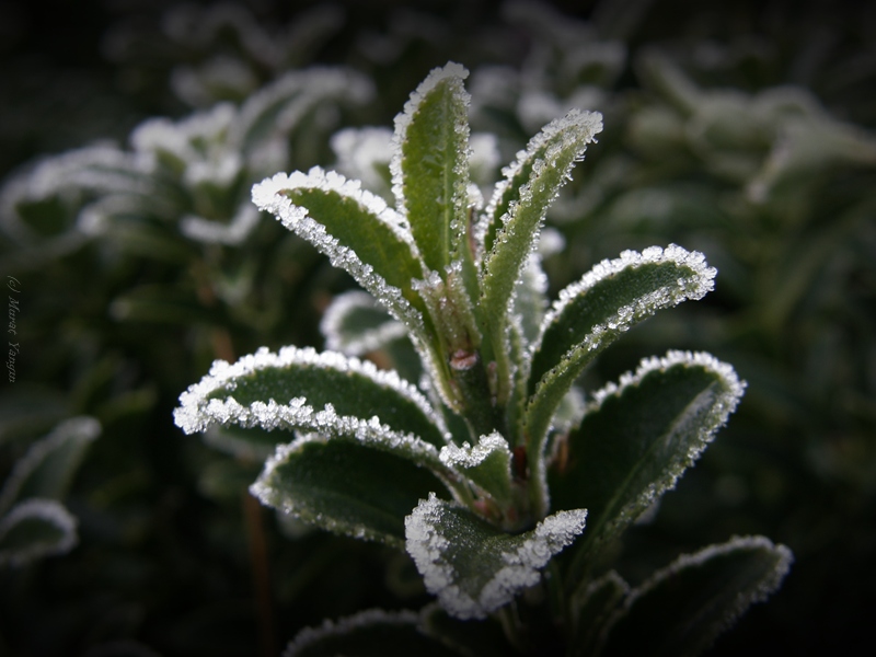 Ad: kırağı1.jpg
Gösterim: 3179
Boyut: 170.4 KB