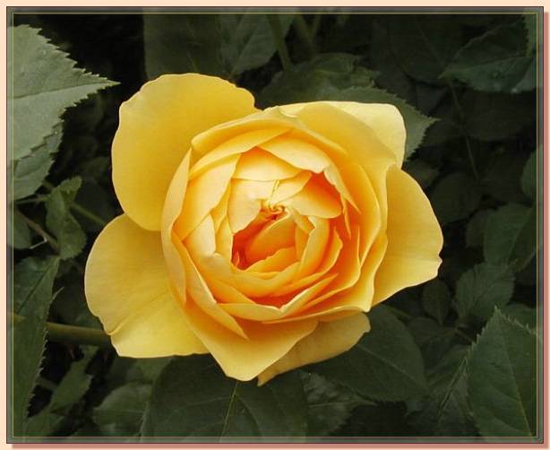 Ad:  gul_286.jpg
Gsterim: 734
Boyut:  36.7 KB