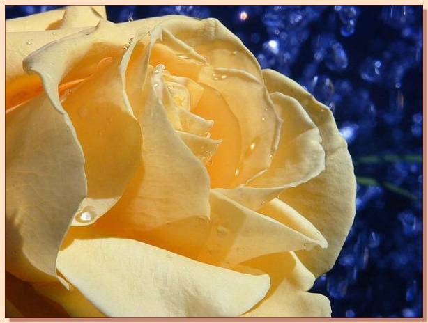 Ad:  gul_287.jpg
Gsterim: 544
Boyut:  34.6 KB