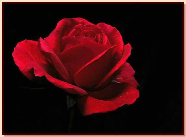 Ad:  gul_331.jpg
Gsterim: 780
Boyut:  22.4 KB