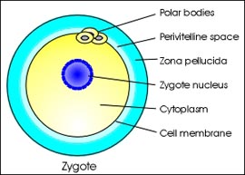 Ad: Zygote1.jpg
Gösterim: 700
Boyut: 36.4 KB