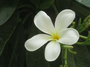 Ad: yasamin1.jpg
Gösterim: 206
Boyut: 24.8 KB